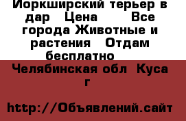 Йоркширский терьер в дар › Цена ­ 1 - Все города Животные и растения » Отдам бесплатно   . Челябинская обл.,Куса г.